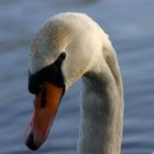 Swan