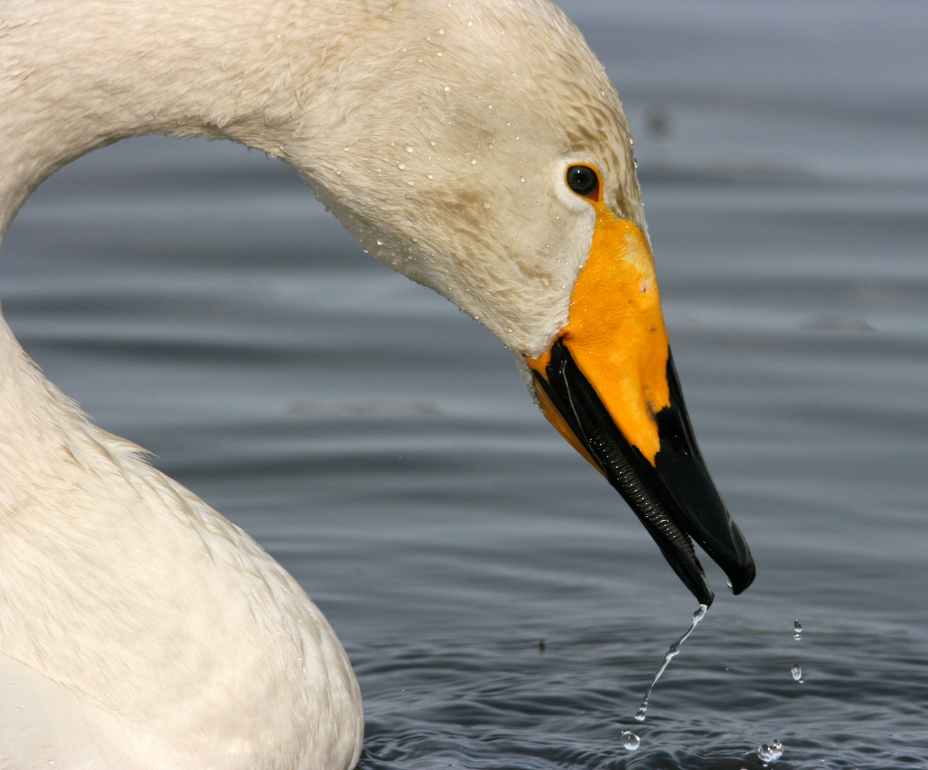 Swan