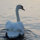 Swan