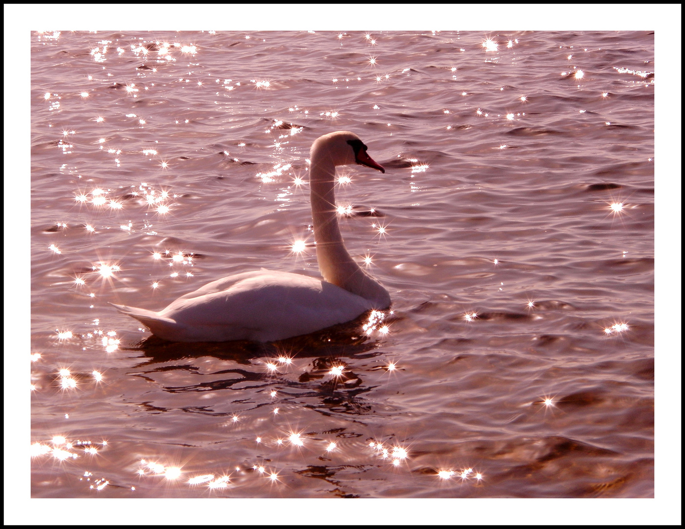 swan