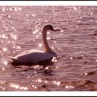 swan