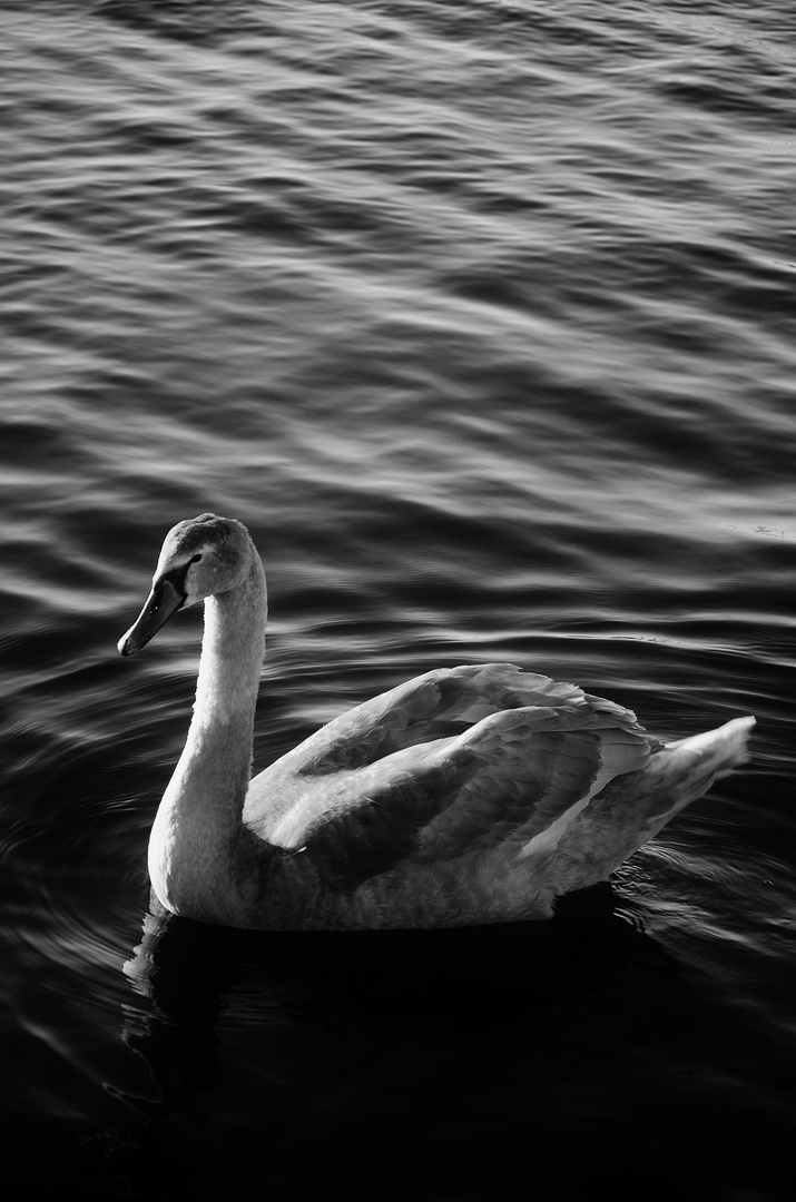 Swan