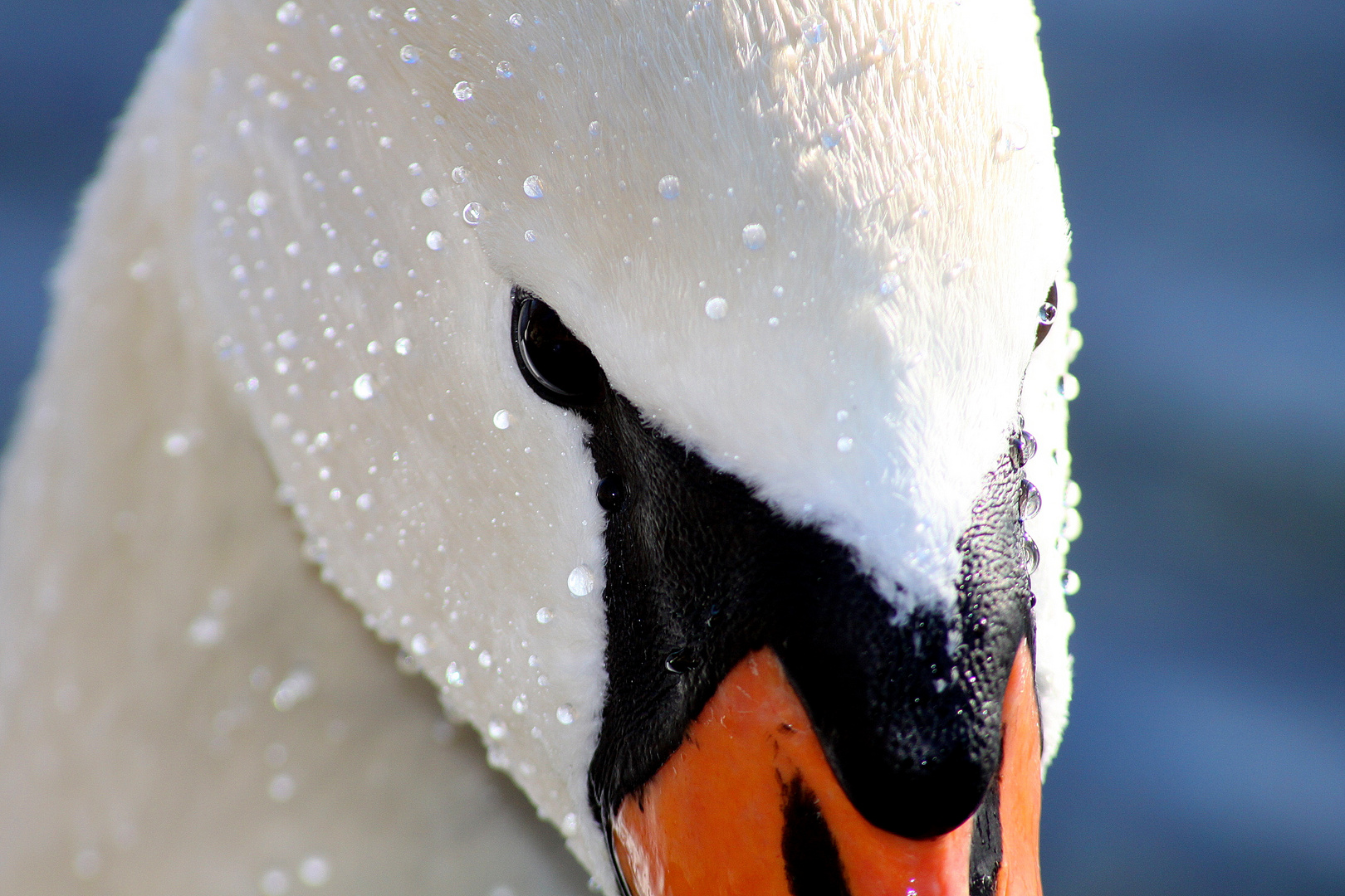 Swan