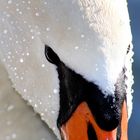 Swan