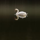 Swan