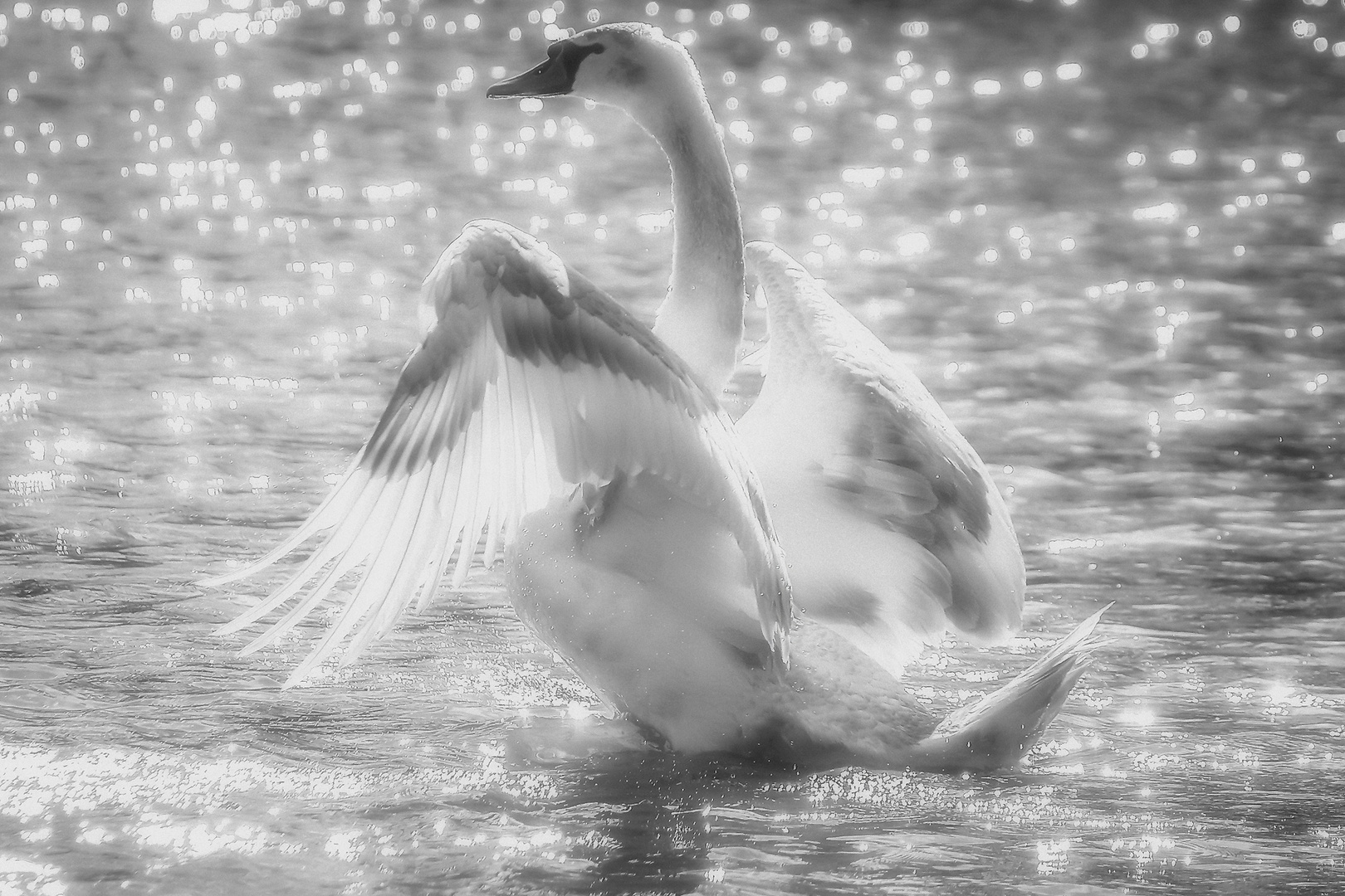 swan