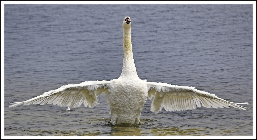 swan