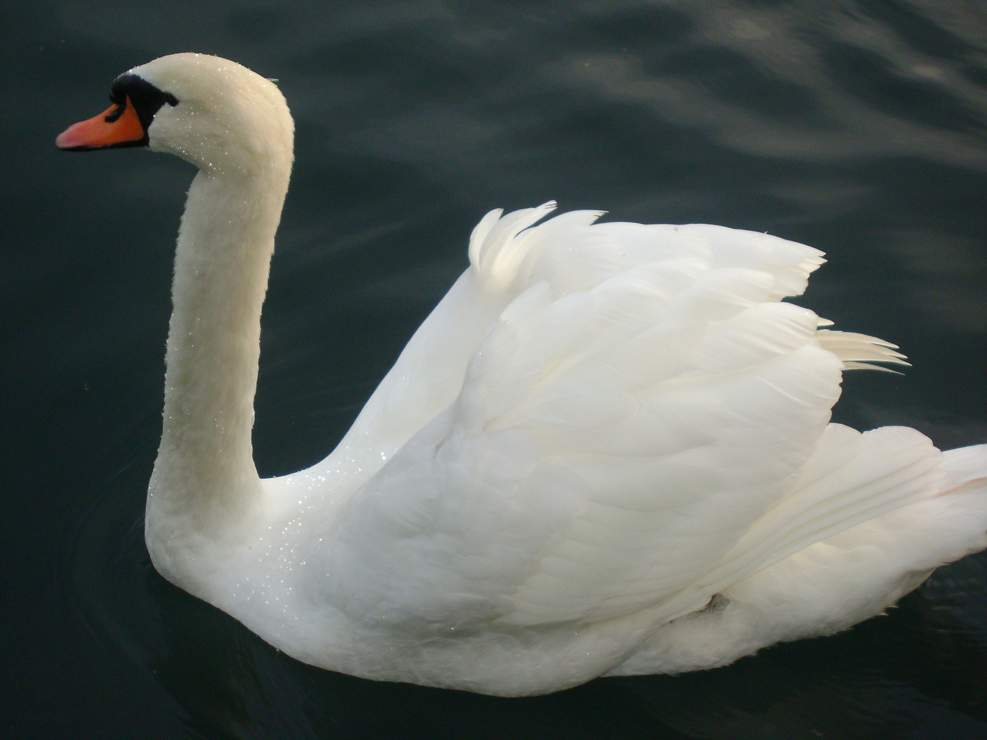 Swan