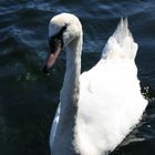 Swan