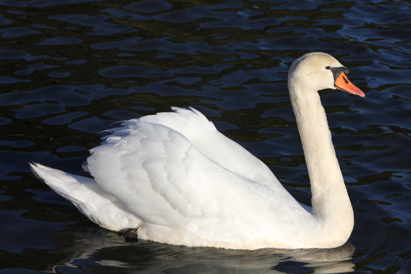 Swan