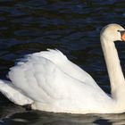 Swan