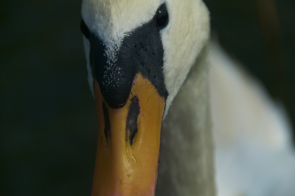 Swan