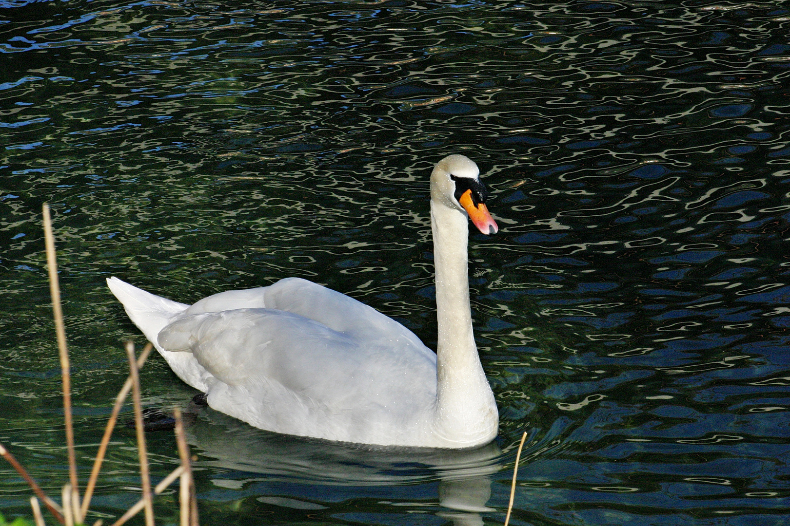 swan