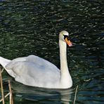 swan