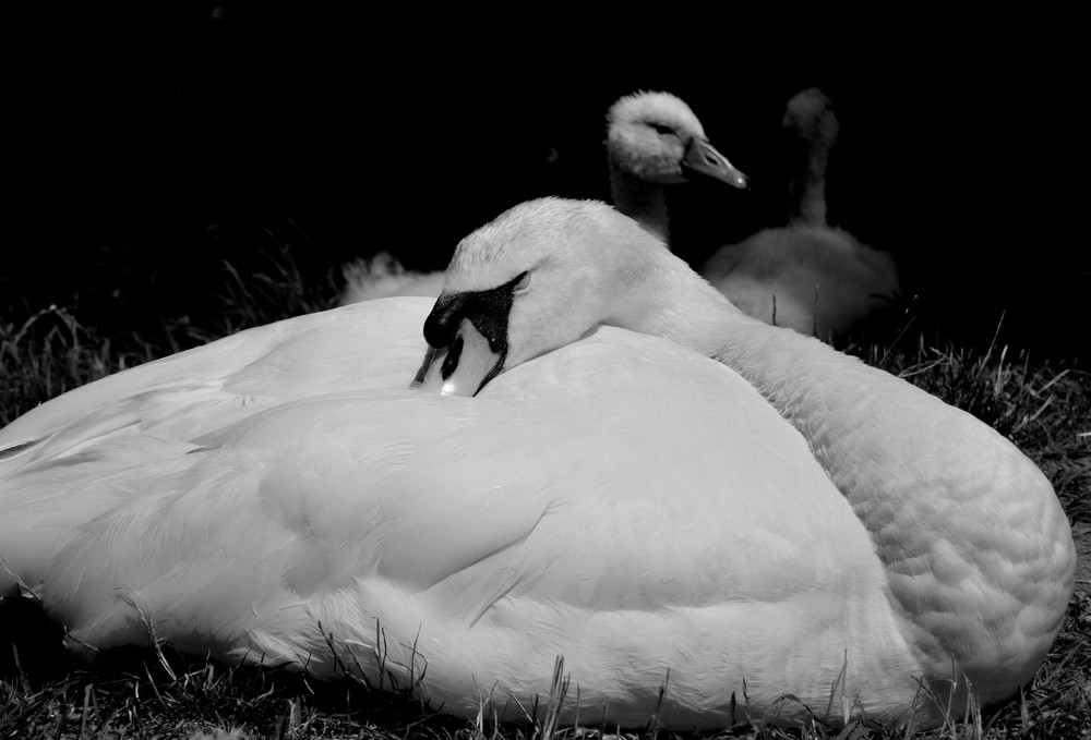 ...swan...