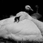 ...swan...