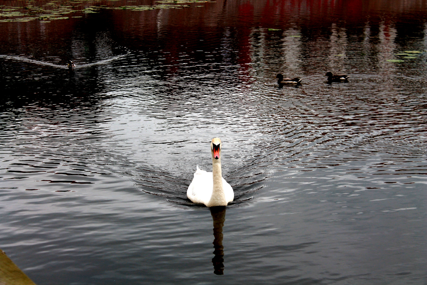 swan