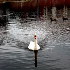 swan