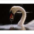 Swan