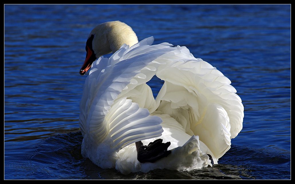 swan...