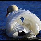 swan...