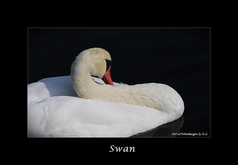 Swan