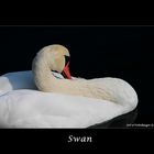 Swan