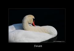 Swan