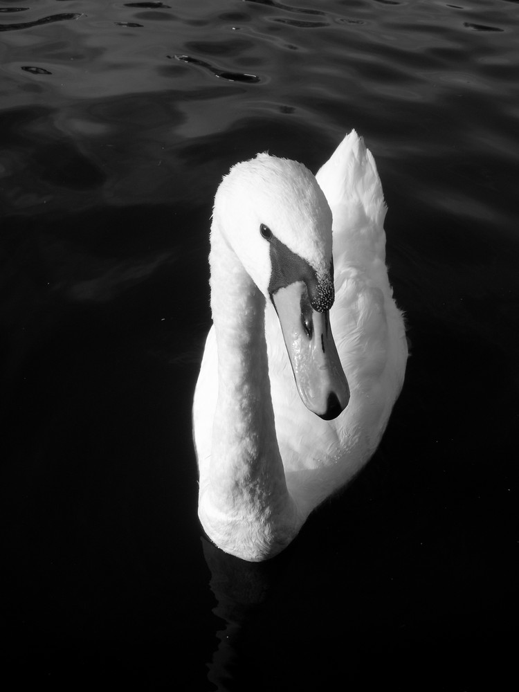 swan