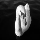 swan