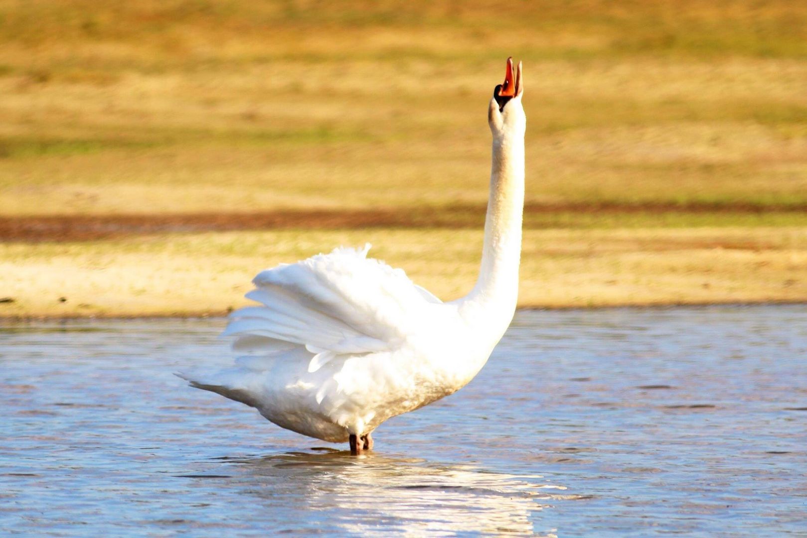 Swan