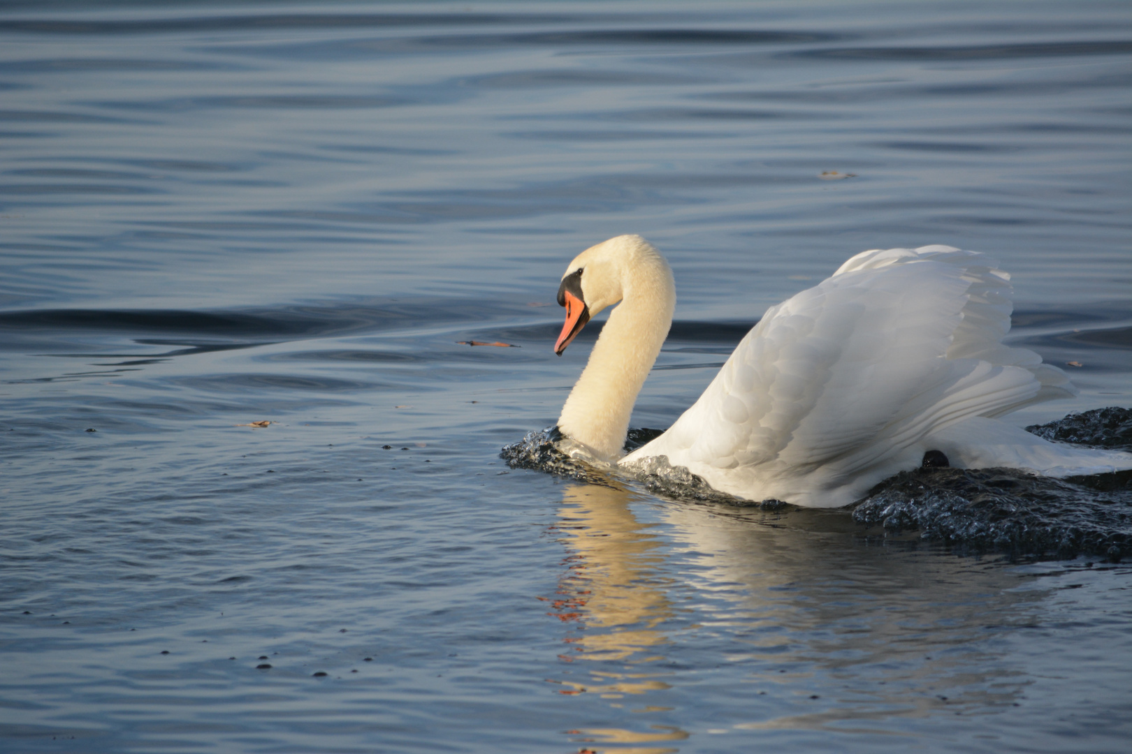 Swan