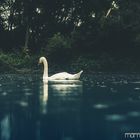 Swan