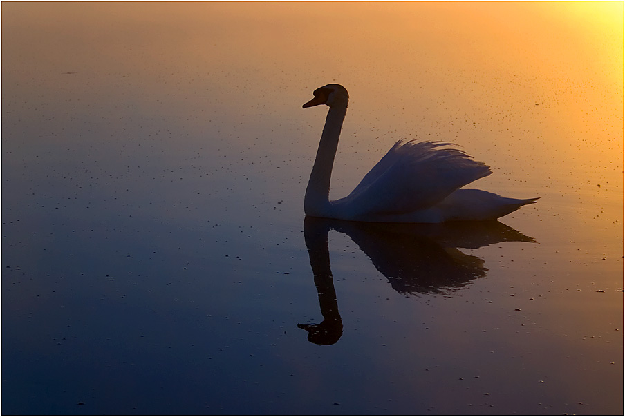 swan