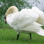 Swan