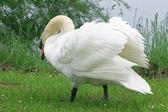 Swan