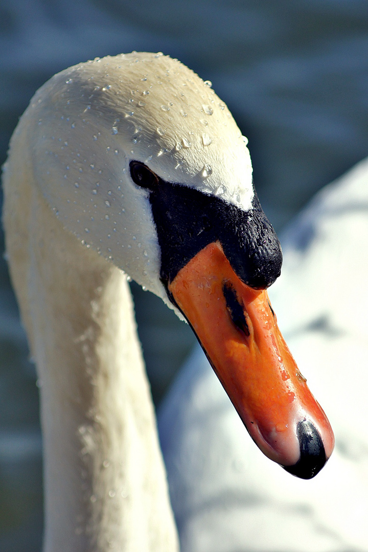 Swan