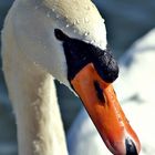 Swan