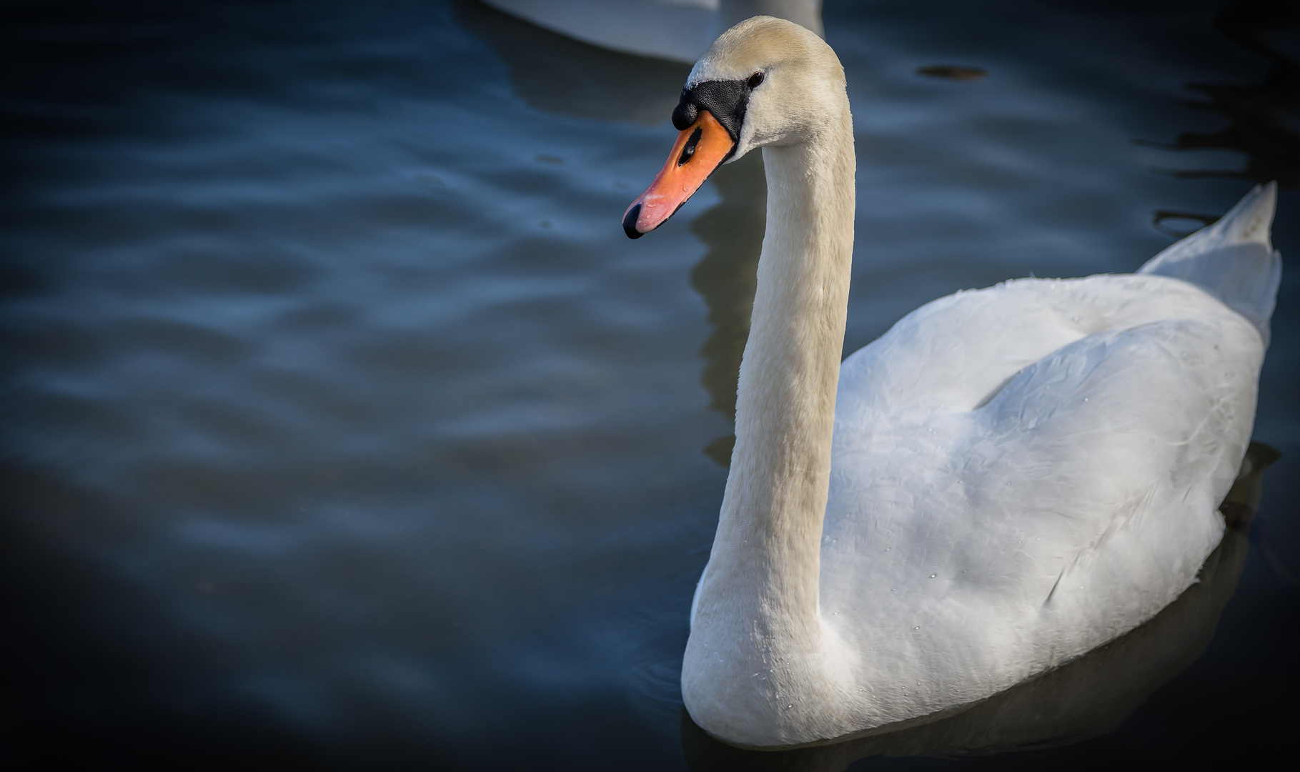 swan