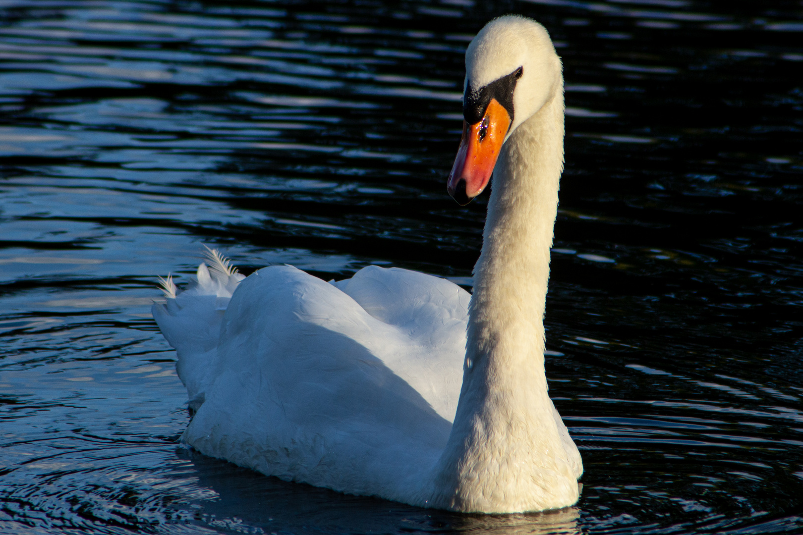 Swan