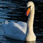 Swan