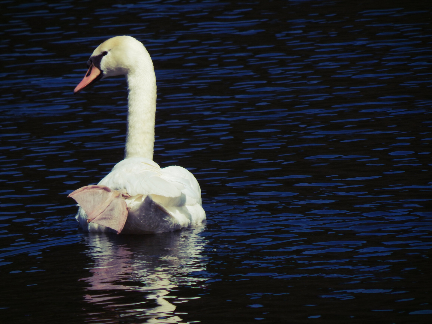 Swan