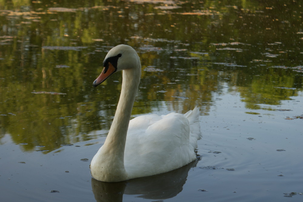 Swan