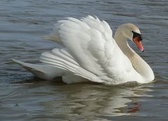 Swan