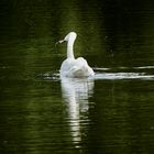 Swan