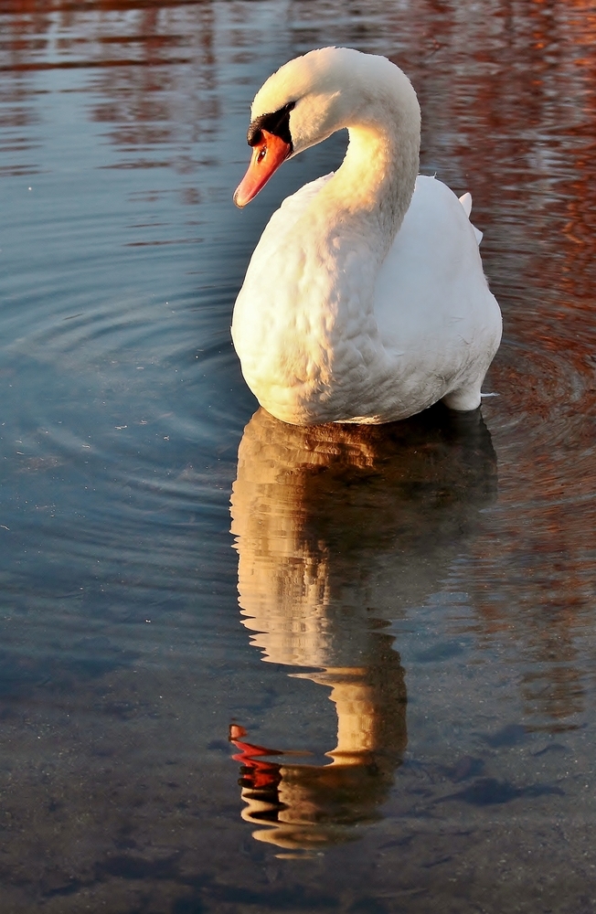 Swan