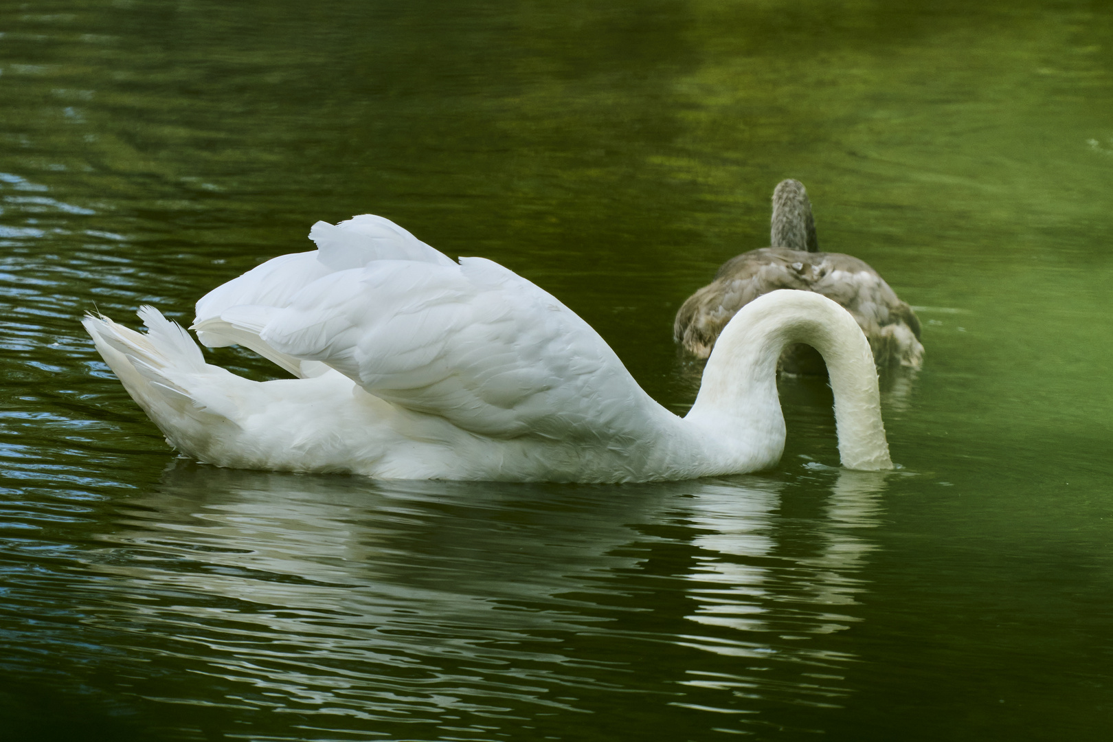 Swan