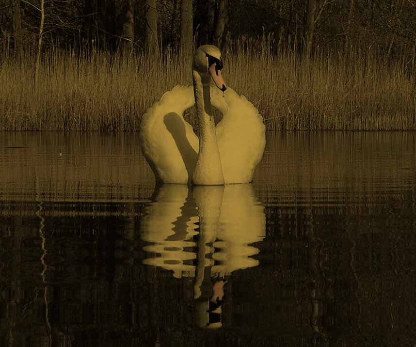 Swan