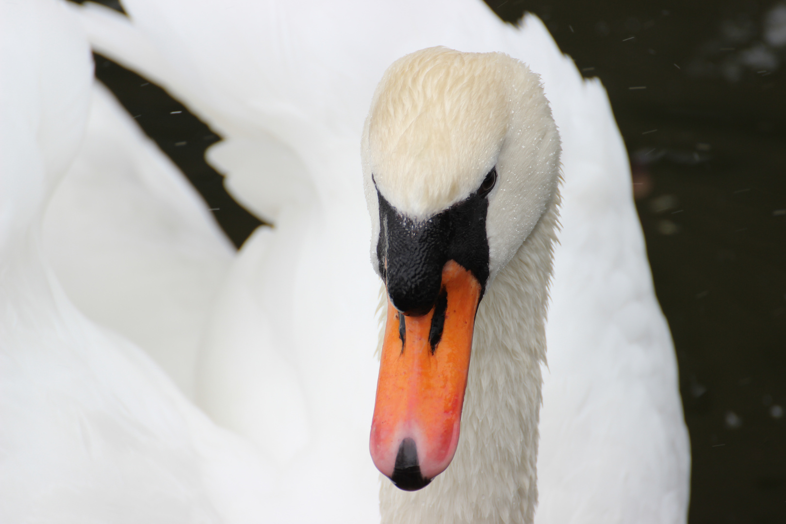 Swan