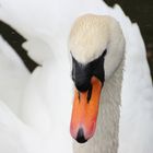 Swan